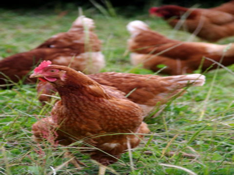 Holbrook Paddock Eggs - Lennox Head Accommodation 0