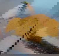 L'eclair Patisserie - Lennox Head Accommodation