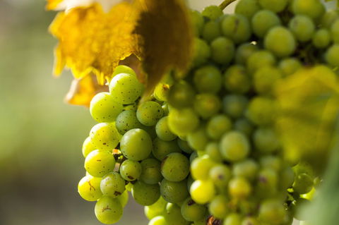 Affleck Vineyard - Lennox Head Accommodation 0