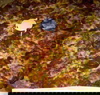 Pizza Riviera - Lennox Head Accommodation