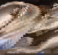 Domino's Pizza Plympton