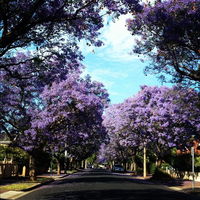 Book Wayville Accommodation Vacations Lennox Head Accommodation Lennox Head Accommodation