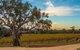 Shadow Creek McLaren Vale - thumb 23