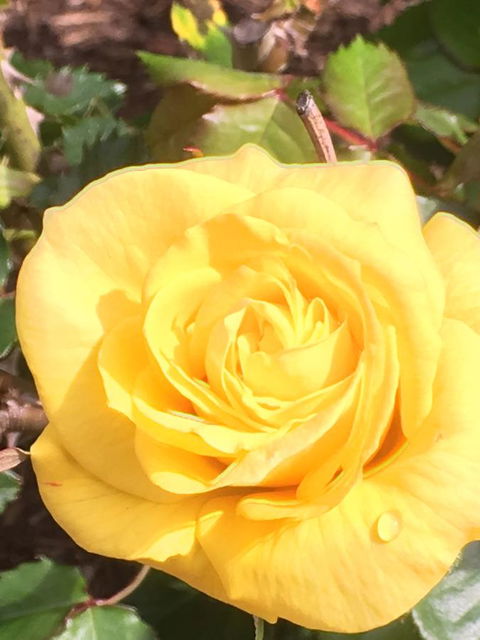 Wine And Roses Bed And Breakfast - Lennox Head Accommodation 41