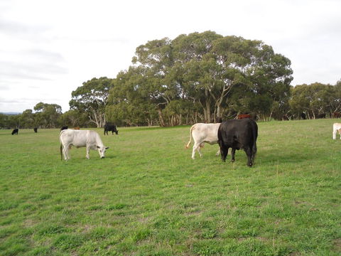 Wenton Farm Holiday Cottages - Lennox Head Accommodation 17