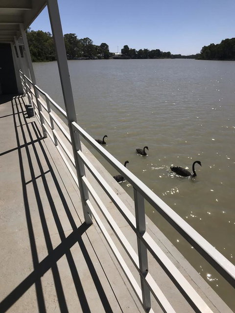 Murray River Queen - Lennox Head Accommodation 7