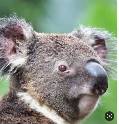 Saar River House - Lennox Head Accommodation 22