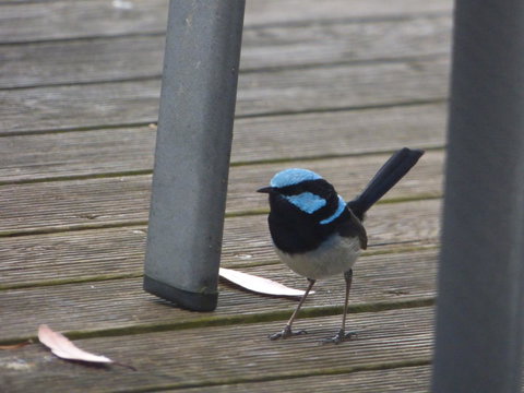 Saar River House - Lennox Head Accommodation 3
