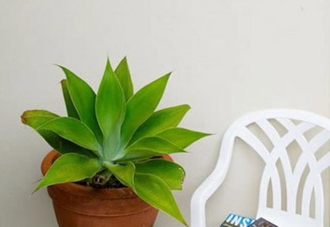 Sea & Soul Beachside Apartments - Lennox Head Accommodation 9