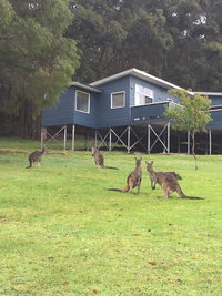 Book Denmark Accommodation Vacations Lennox Head Accommodation Lennox Head Accommodation