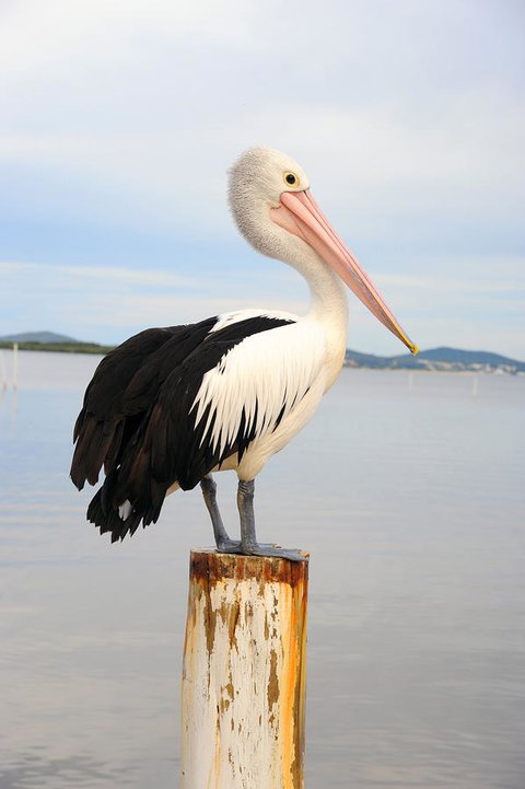 Hotel Nelson - Lennox Head Accommodation 29