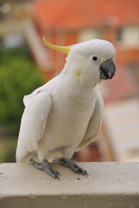 Metro Hotel Miranda - Lennox Head Accommodation 17