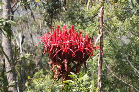 Ambience - Lennox Head Accommodation 30