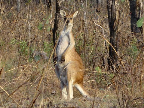 Mount Bundy Station - Lennox Head Accommodation 41
