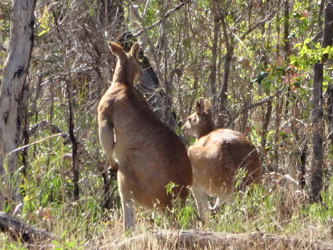 Mount Bundy Station - Lennox Head Accommodation 40