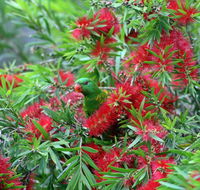 Bottlebrush B  B - Lennox Head Accommodation