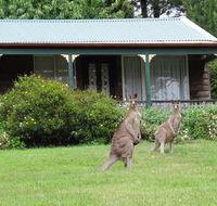 Cedar Lodge Cabins - Lennox Head Accommodation