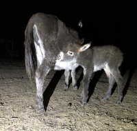 Donkey Tales Farm Cottages - Lennox Head Accommodation