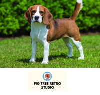 Fig Tree Retro Studio - Lennox Head Accommodation