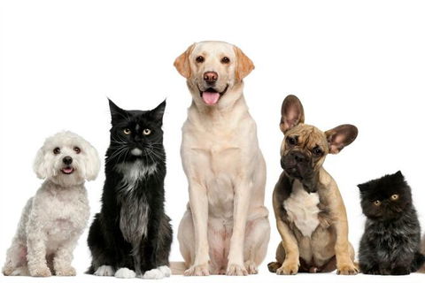 Golf Club Motor Inn Wingham - Lennox Head Accommodation 1