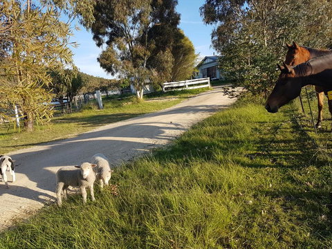 Happy Pig Farm - Lennox Head Accommodation 1
