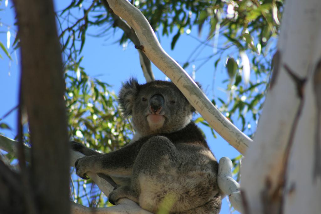Vale Park SA Lennox Head Accommodation