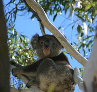 Levi Park Caravan Park - Lennox Head Accommodation