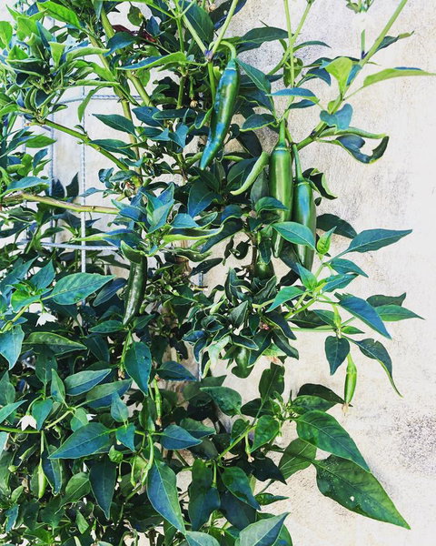 BeachHideaway@Scarborough - Lennox Head Accommodation 9