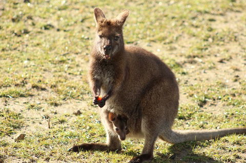 Tamar Solar Home - Lennox Head Accommodation 4