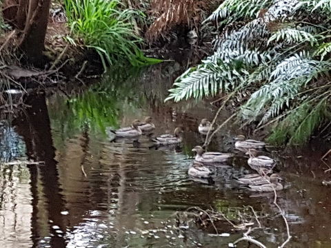 Strahan Retreat Holiday Park - Lennox Head Accommodation 24