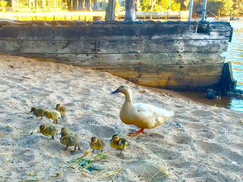 Wandering Geese Boutique Bed And Breakfast - Lennox Head Accommodation 3
