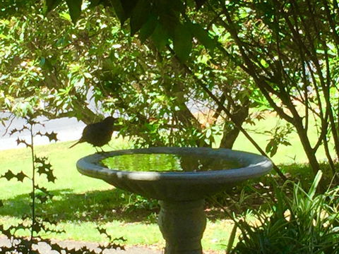 Wandering Geese Boutique Bed And Breakfast - Lennox Head Accommodation 19
