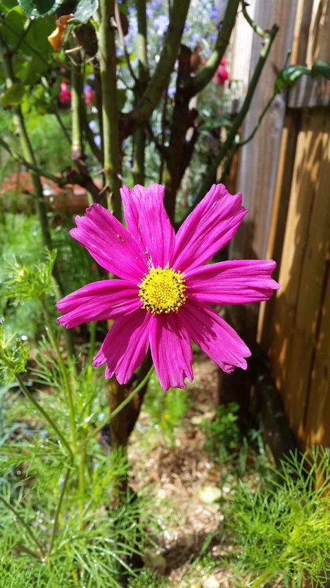 Driftwood-Cottage - Lennox Head Accommodation 27