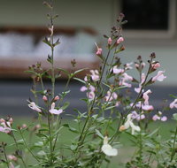 Serendipity on Allyn - Lennox Head Accommodation