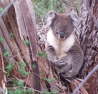 Stringybark Hills Retreat - Lennox Head Accommodation