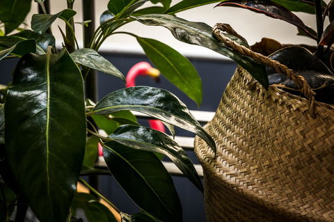 Alabama Hotel Hobart - Lennox Head Accommodation 25