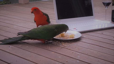 Wilsons Promontory Motel - Lennox Head Accommodation 12