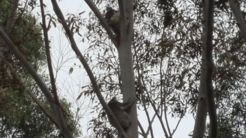 Wilsons Promontory Motel - Lennox Head Accommodation 28