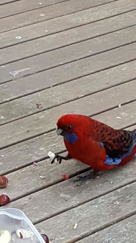 Wilsons Promontory Motel - Lennox Head Accommodation 24