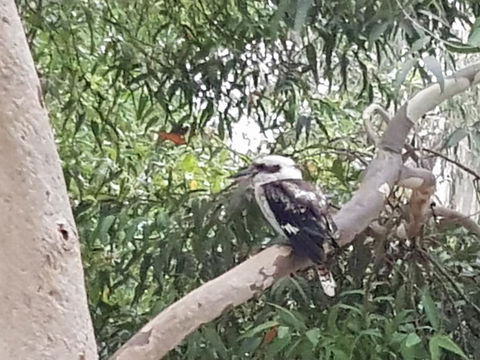 Wilsons Promontory Motel - Lennox Head Accommodation 26