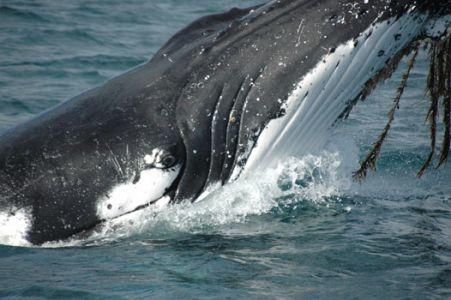 Wilsons Promontory Motel - Lennox Head Accommodation 42