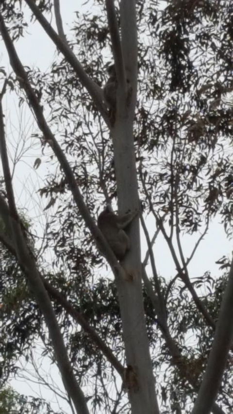 Wilsons Promontory Motel - Lennox Head Accommodation 29