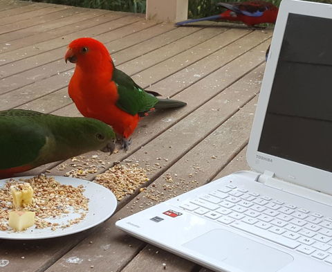 Wilsons Promontory Motel - Lennox Head Accommodation 0