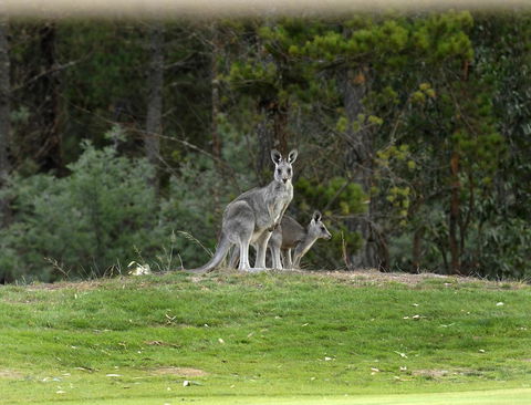 RACV Goldfields Resort - Lennox Head Accommodation 20