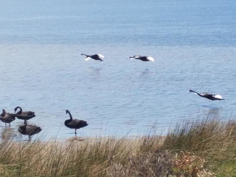 The DOLPHIN PLACE - Lennox Head Accommodation 0