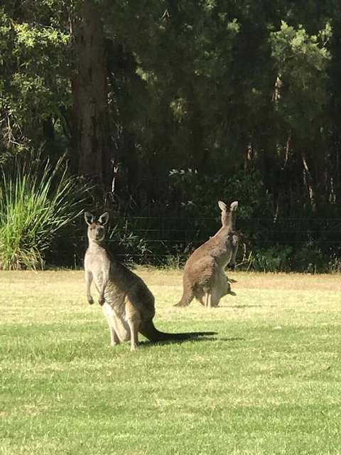 Tinglewood Cabins - Lennox Head Accommodation 2