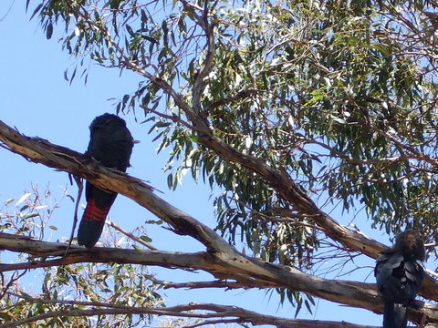 Wanderers Rest Of Kangaroo Island - Lennox Head Accommodation 2