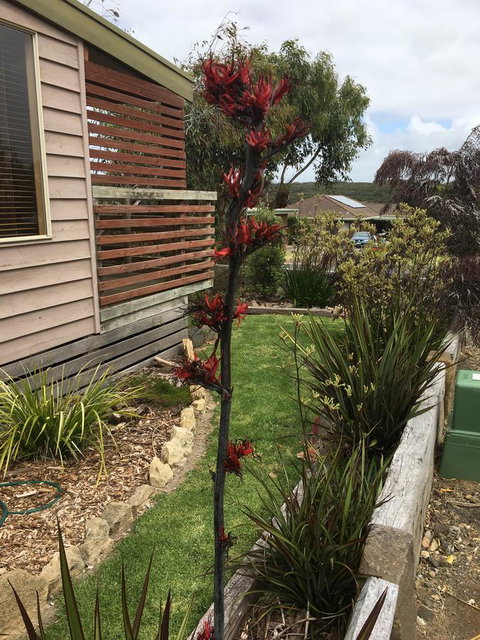 The PC Cottage - Lennox Head Accommodation 31