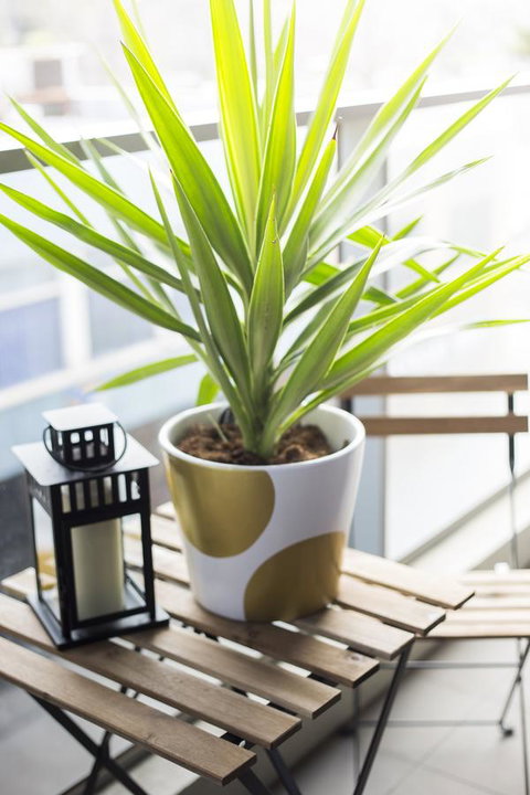 Complete Host 50 Claremont St Apartments - Lennox Head Accommodation 6