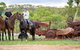 Ironbark House - thumb 8